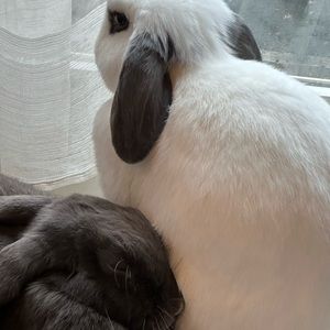 My chonky rabbits, Jimmy (gray) and Cookie (white). My therapy friends.